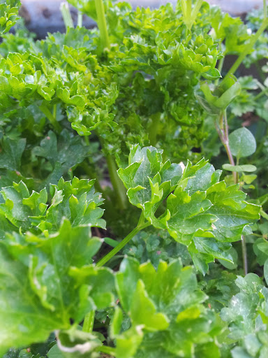 Parsley - a super food not simply a garnish