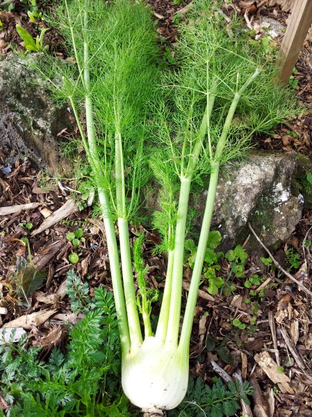 Use whatever you have available.  Bulb fennel is a delicious addition but celery is also good.