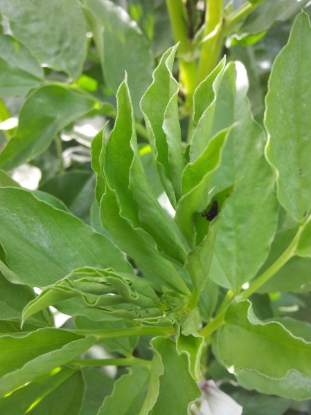 Late winter the beans will start to gain height and these new leaf shoots appear.