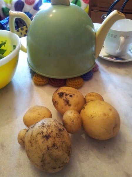 Kerry's first harvest from her potato tyre stack was on the 9th of December. She was well ahead of time.