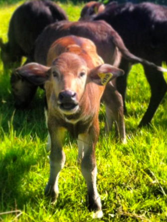 Screen Shot 2015-01-18 at 2.23.24 pm