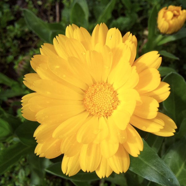 CU Calendula