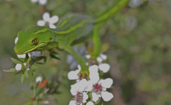 Screen Shot 2015-11-09 at 10.37.20 am