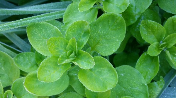 Chickweed salad, pesto and gardeners first&nbsp;aid