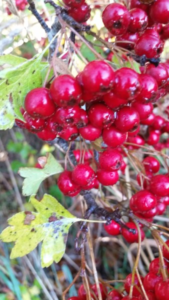 Hawthorn berries close up