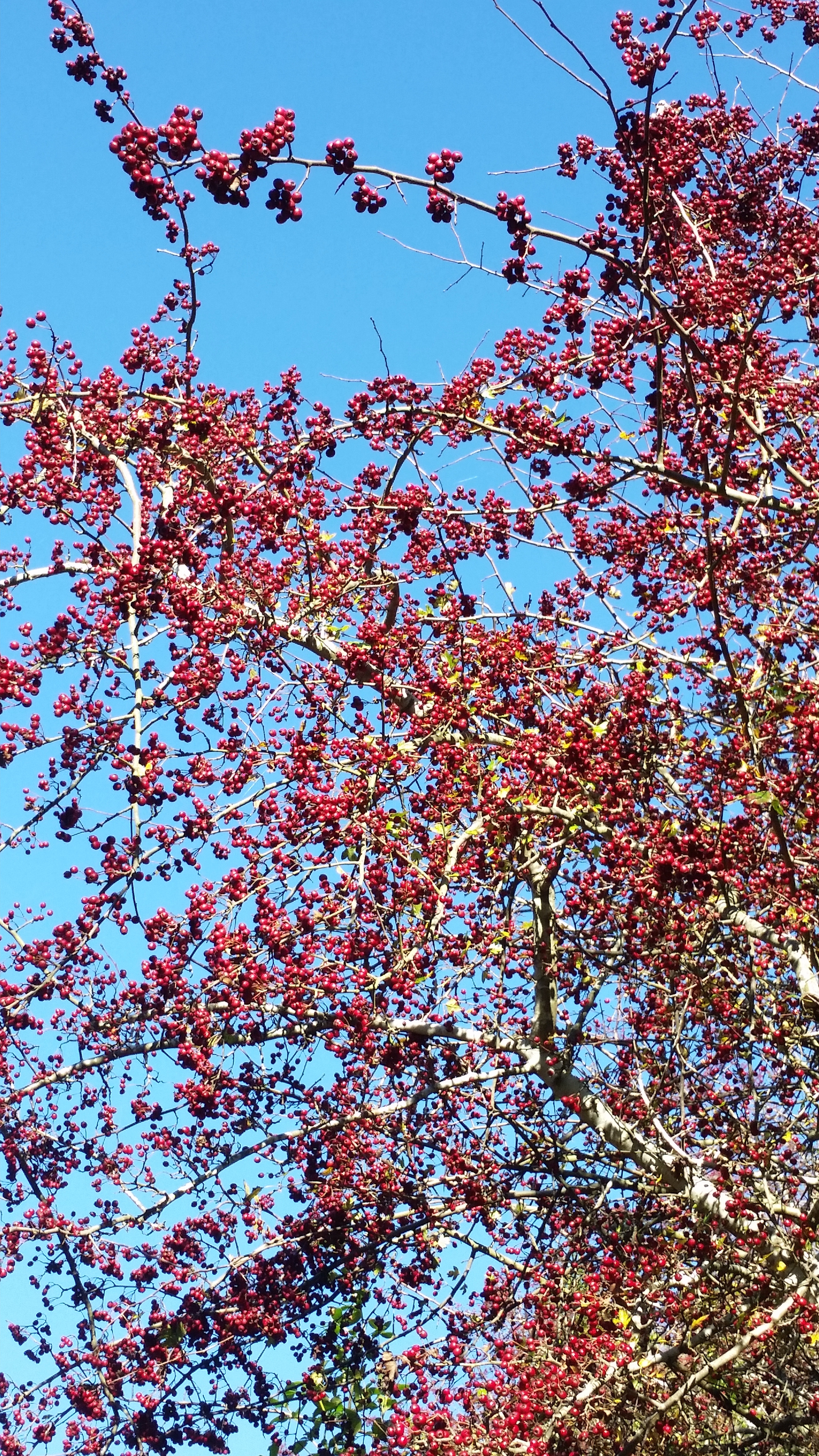 a Hawthorn tree covered in berries.