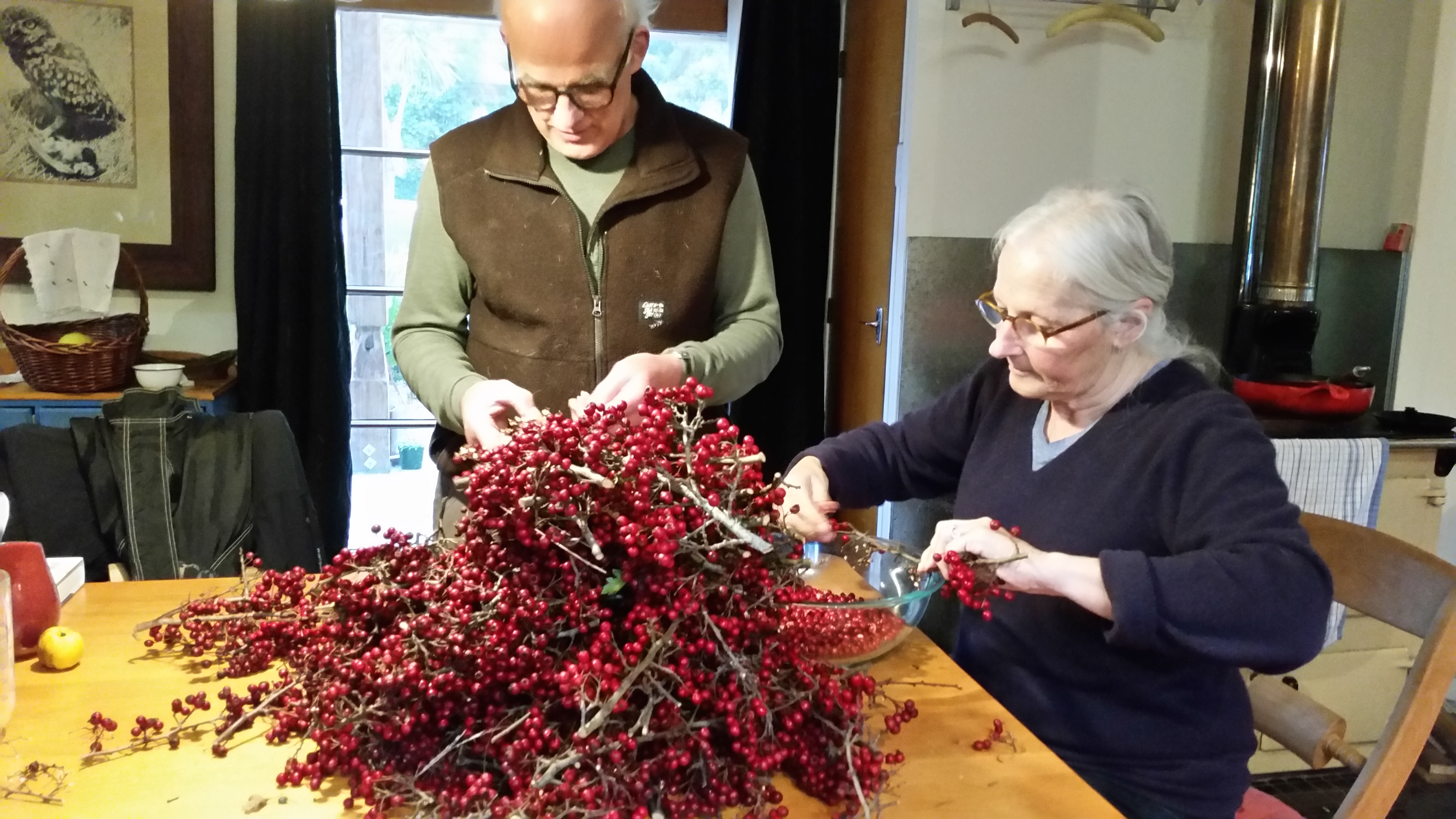  Our friends helping us to process hawthorne berries.