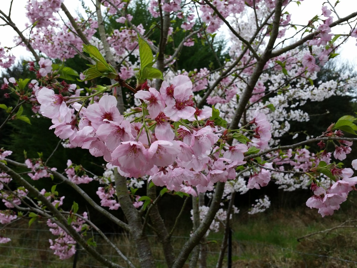 Savoury French Toast