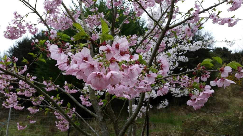 Savoury French Toast