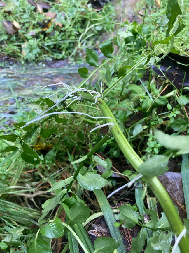 Watercress will easily grow from a piece of wild gathered cress planted in earth with the rootlets anchored in the wet soil