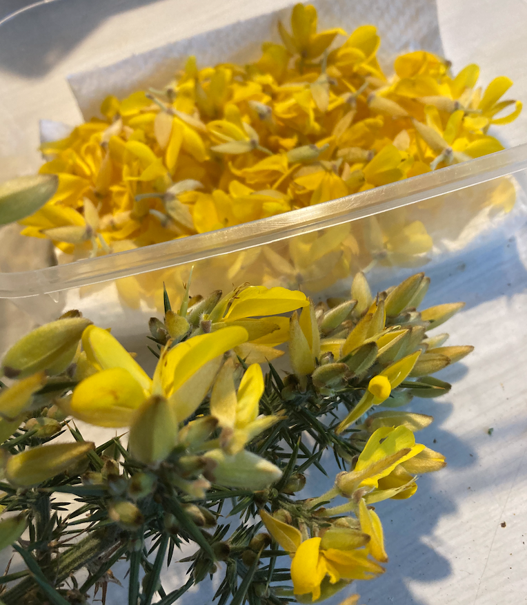 Gorse flowers and prickly foliage.